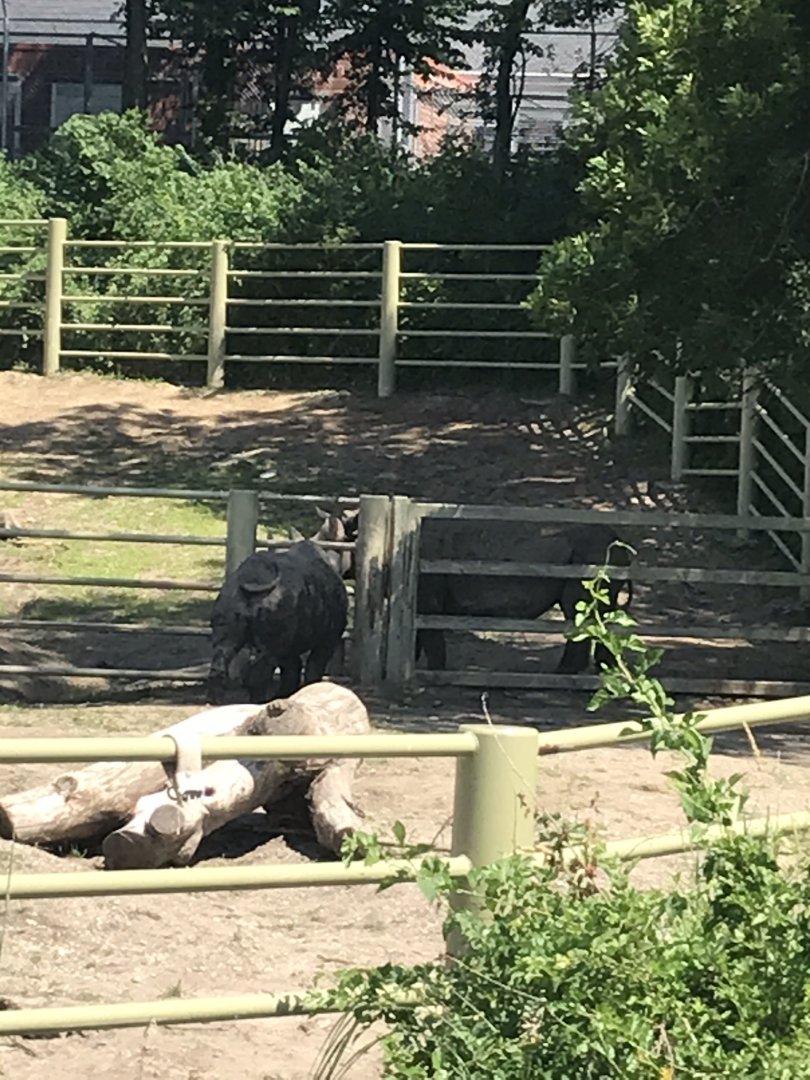 Jamaa kwa Africa black rhino exhibit