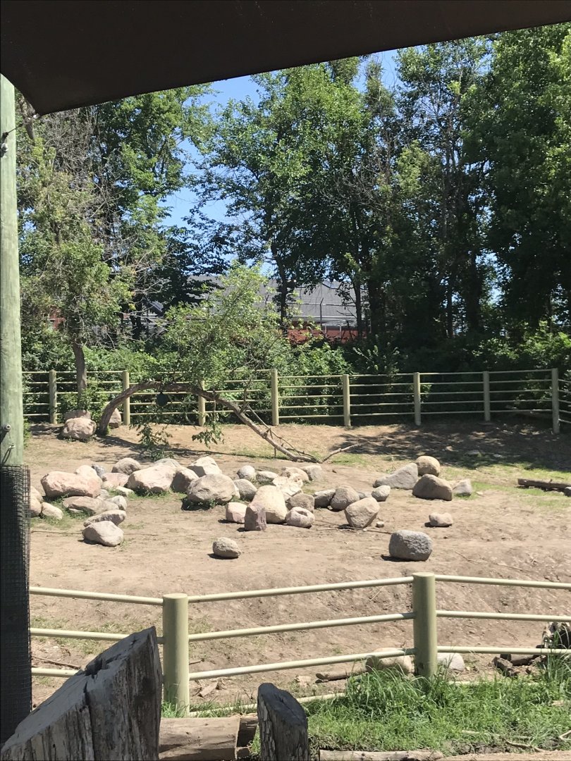 Jamaa kwa Africa black rhino exhibit