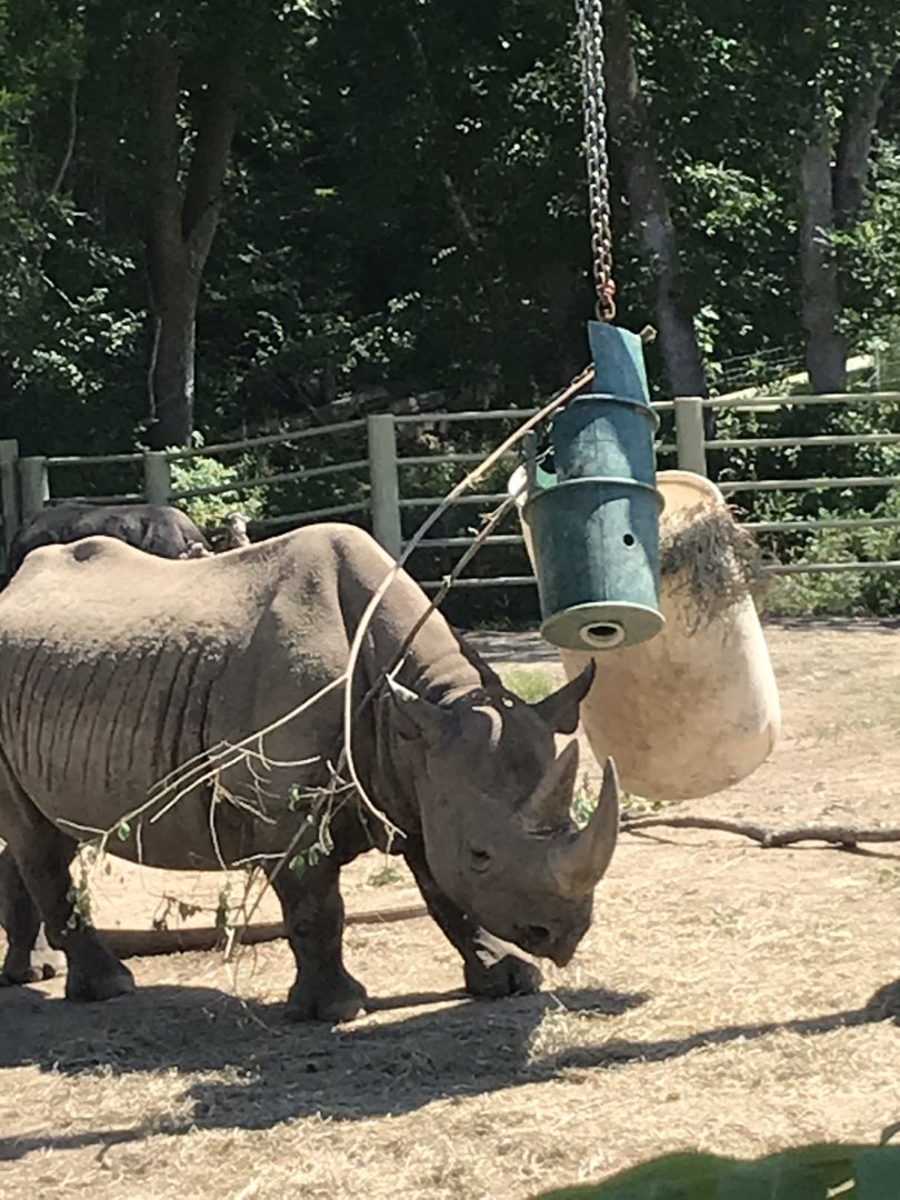 Jamaa kwa Africa black rhino