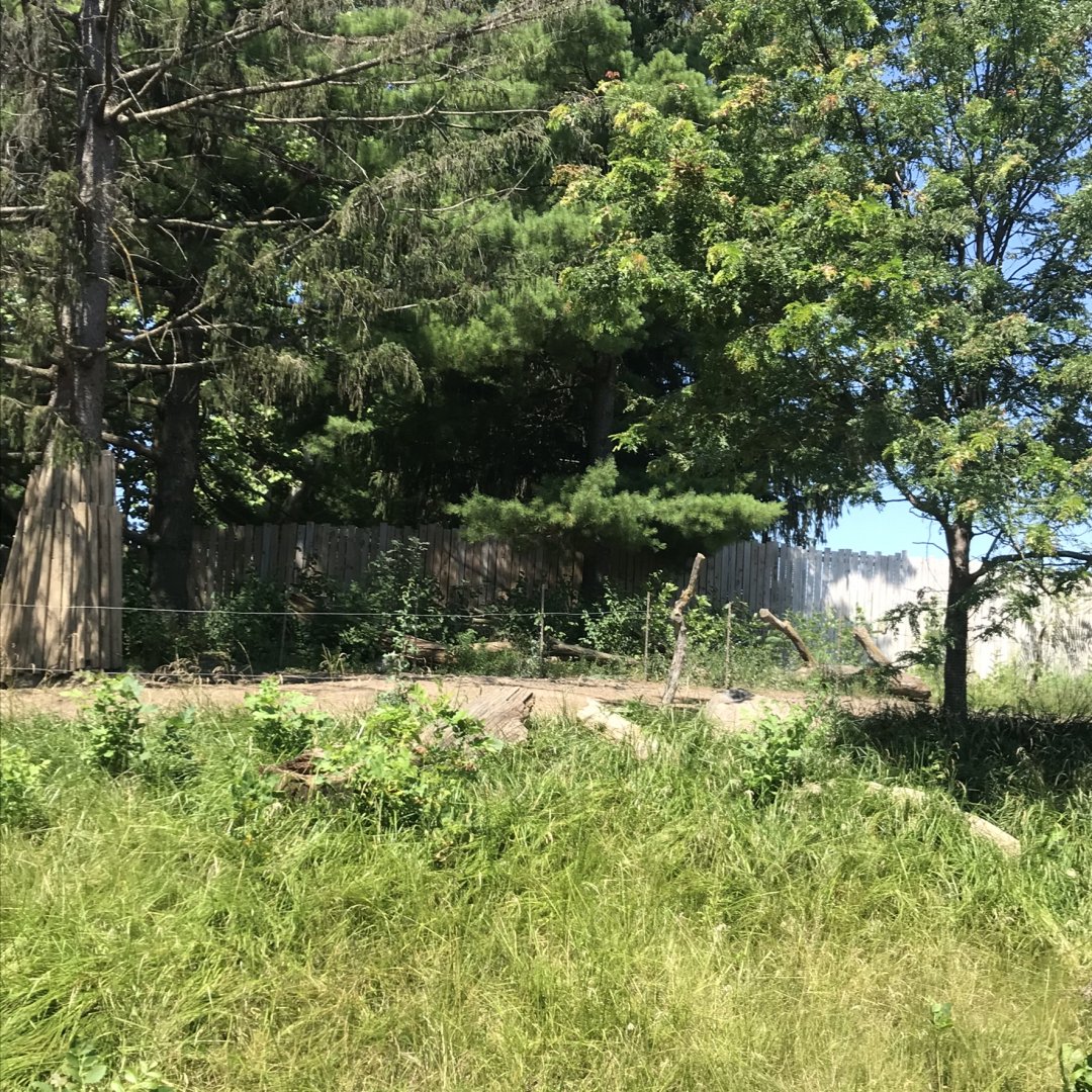 Jamaa kwa Africa common eland exhibit#2