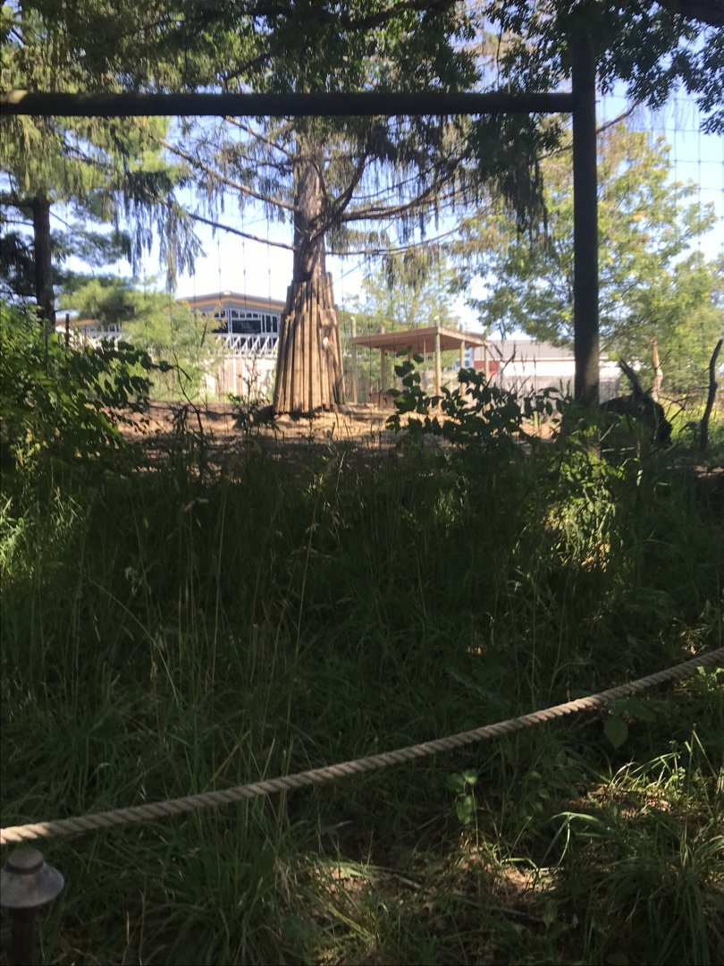 Jamaa kwa Africa common eland exhibit#2