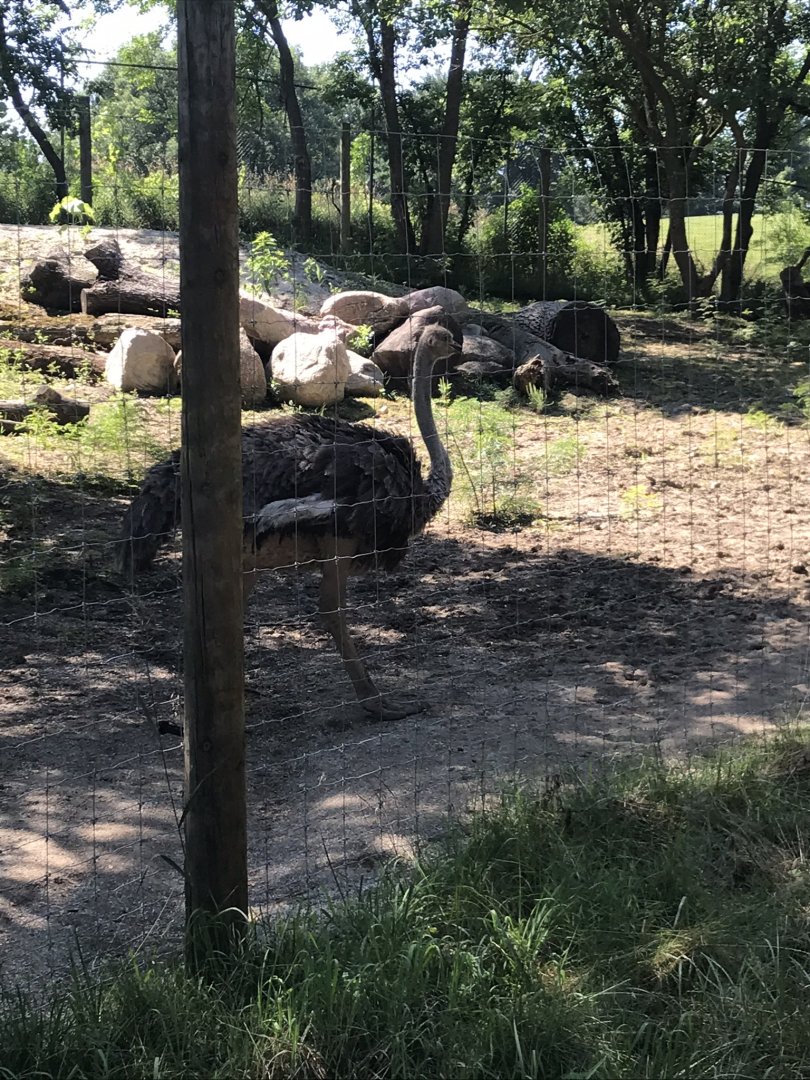 Jamaa kwa Africa common ostrich