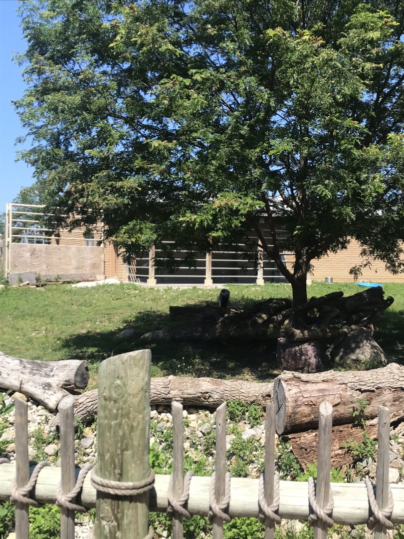 Jamaa kwa Africa grey-crowded crane & common eland exhibit#1