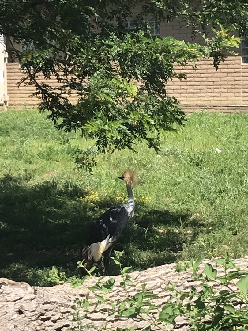 Jamaa kwa Africa grey-crowned crane