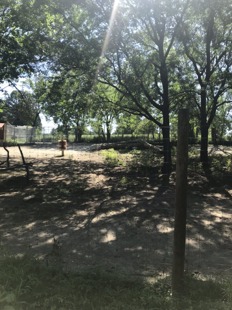 Jamaa kwa Africa Hartmann's Mountain zebra & common ostrich exhibit