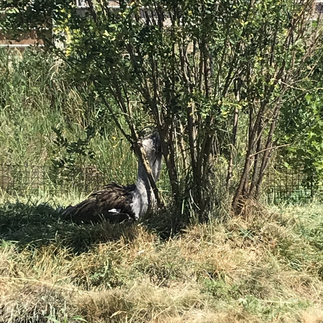 Jamaa kwa Africa kori bustard