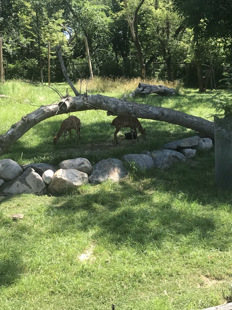 Jamaa kwa Africa Nyala & southern ground hornbill exhibit
