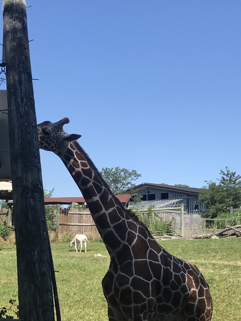 Jamaa kwa Africa reticulated giraffe
