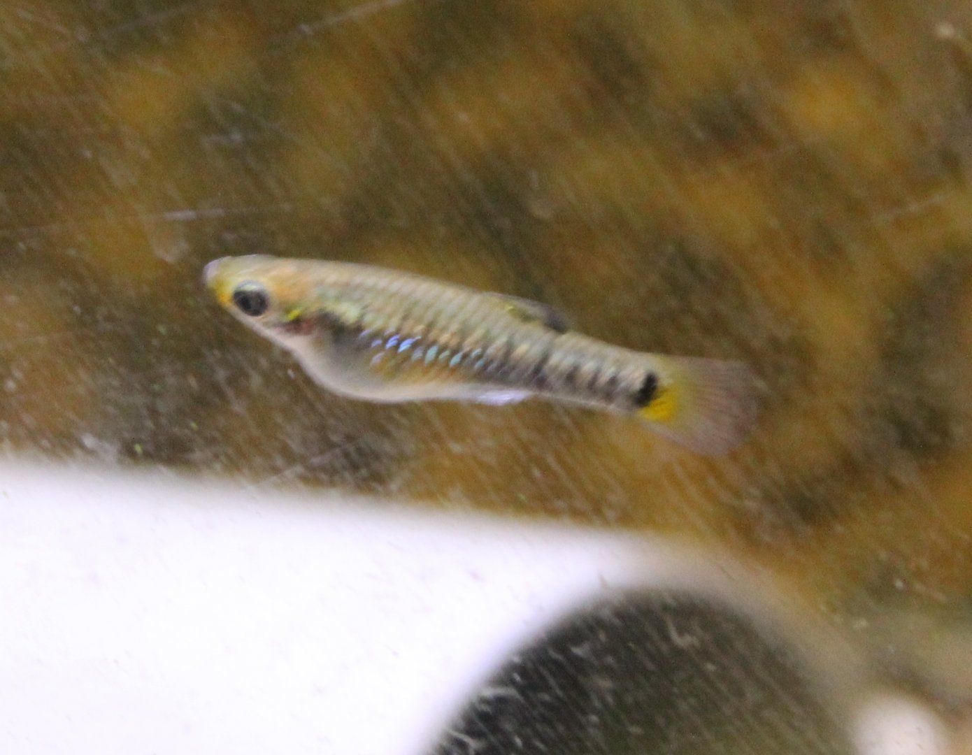 Jamaica tooth-carp - Limia meleanogaster