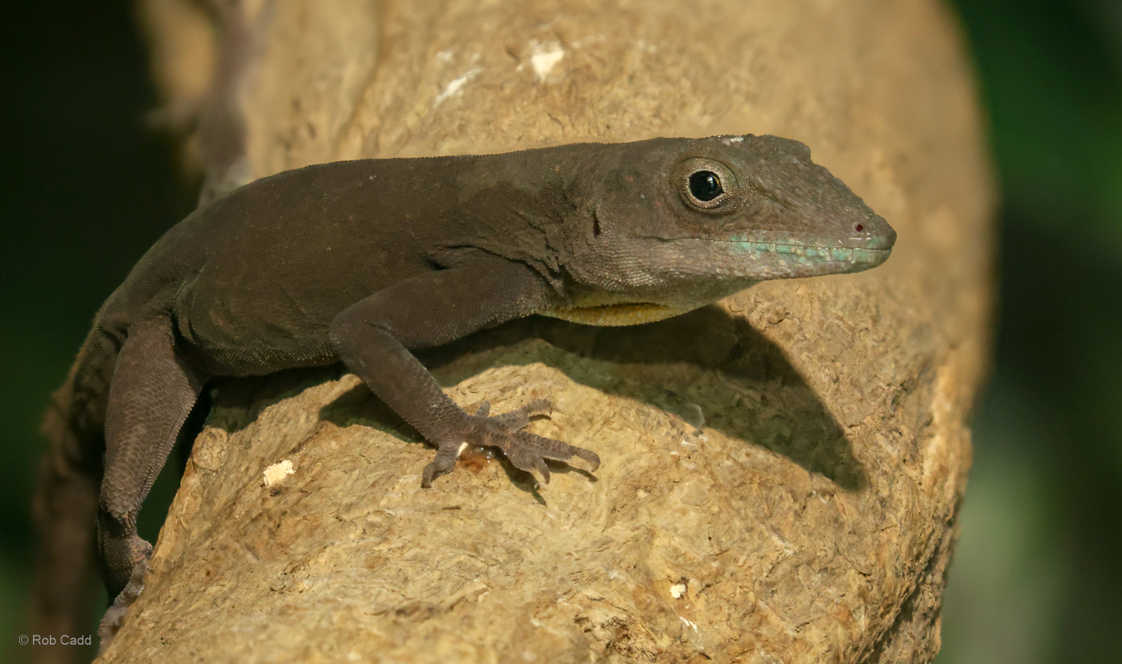 Jamaican anole : Cotswold WP : 02 Aug 2024