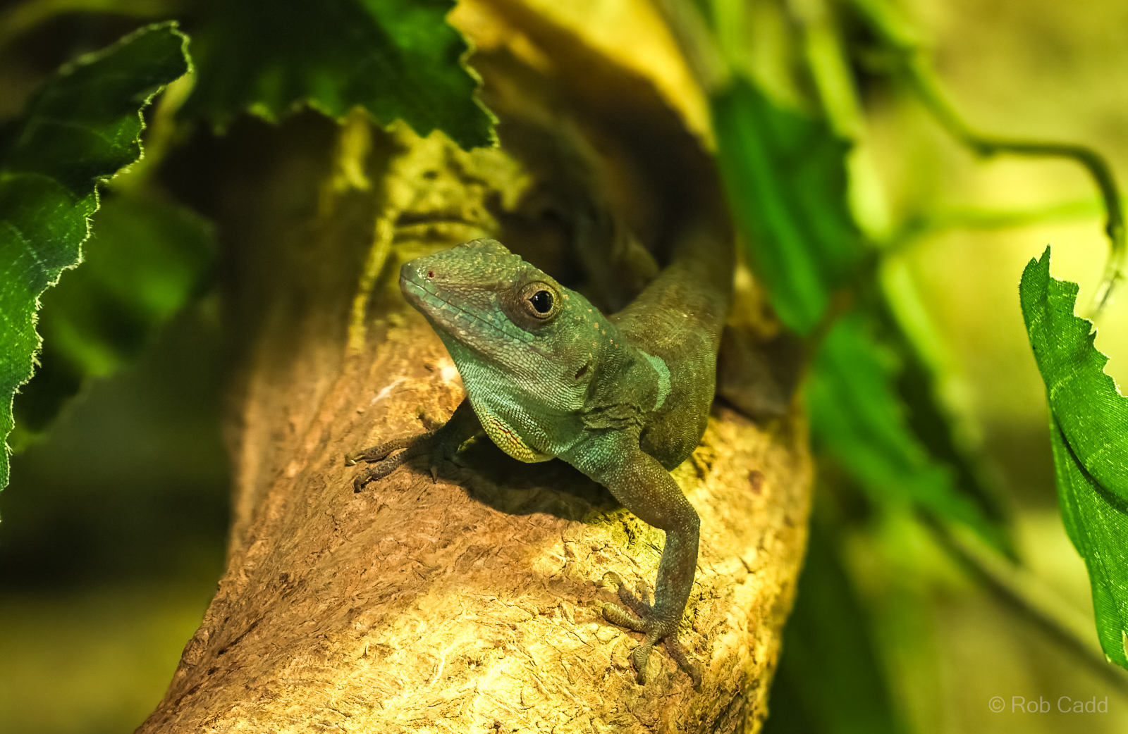 Jamaican anole : Cotswold WP : 09 May 2024