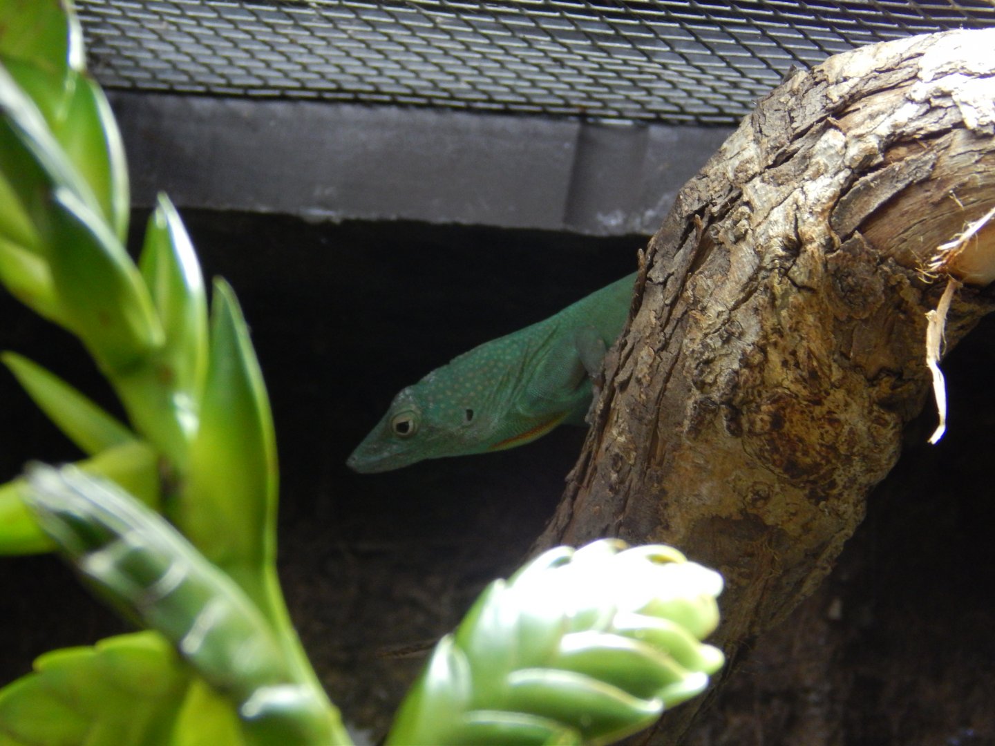 Jamaican Anole