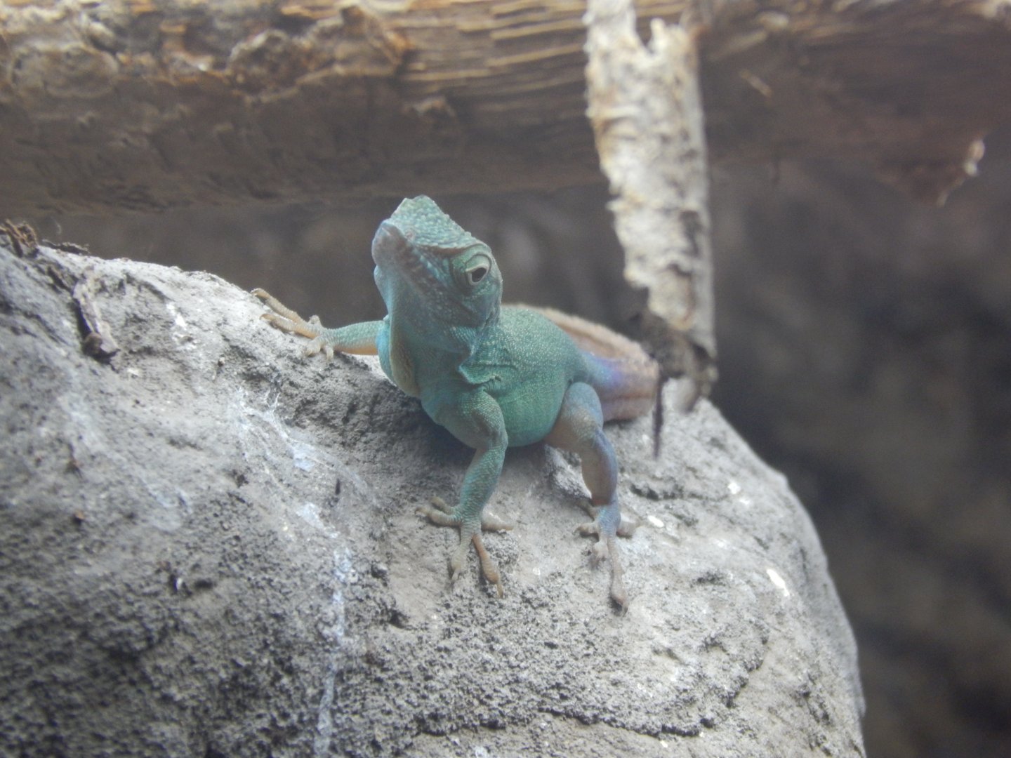 Jamaican Anole