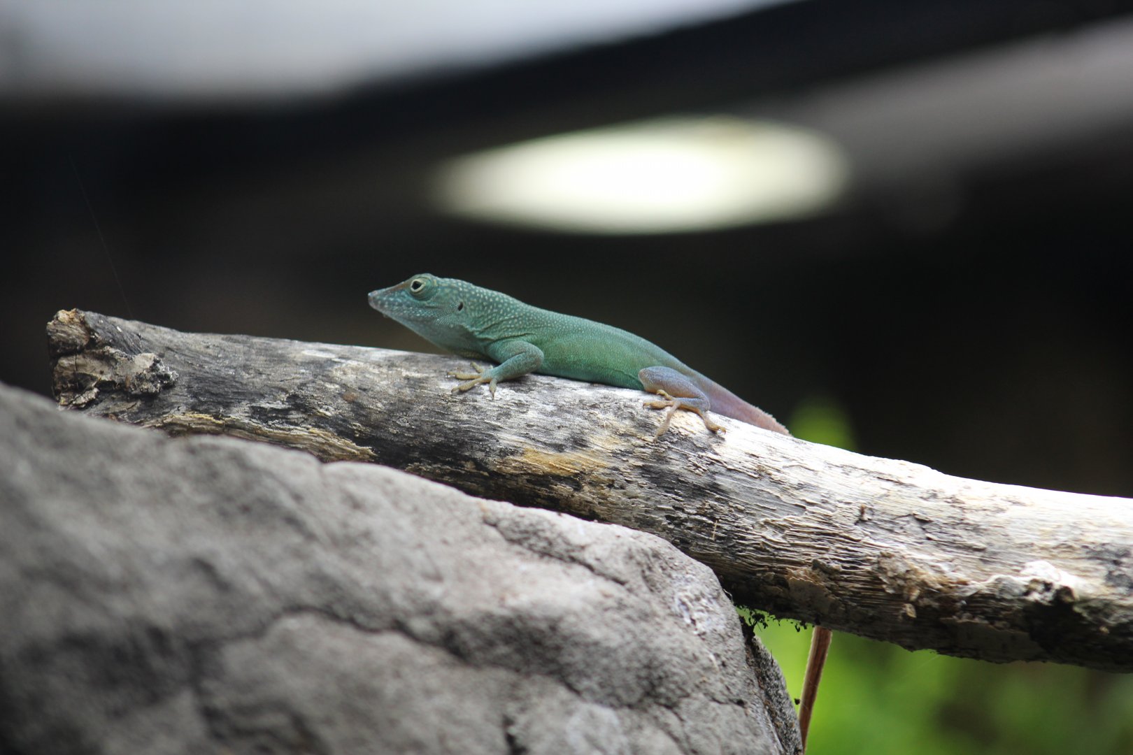 Jamaican Anole