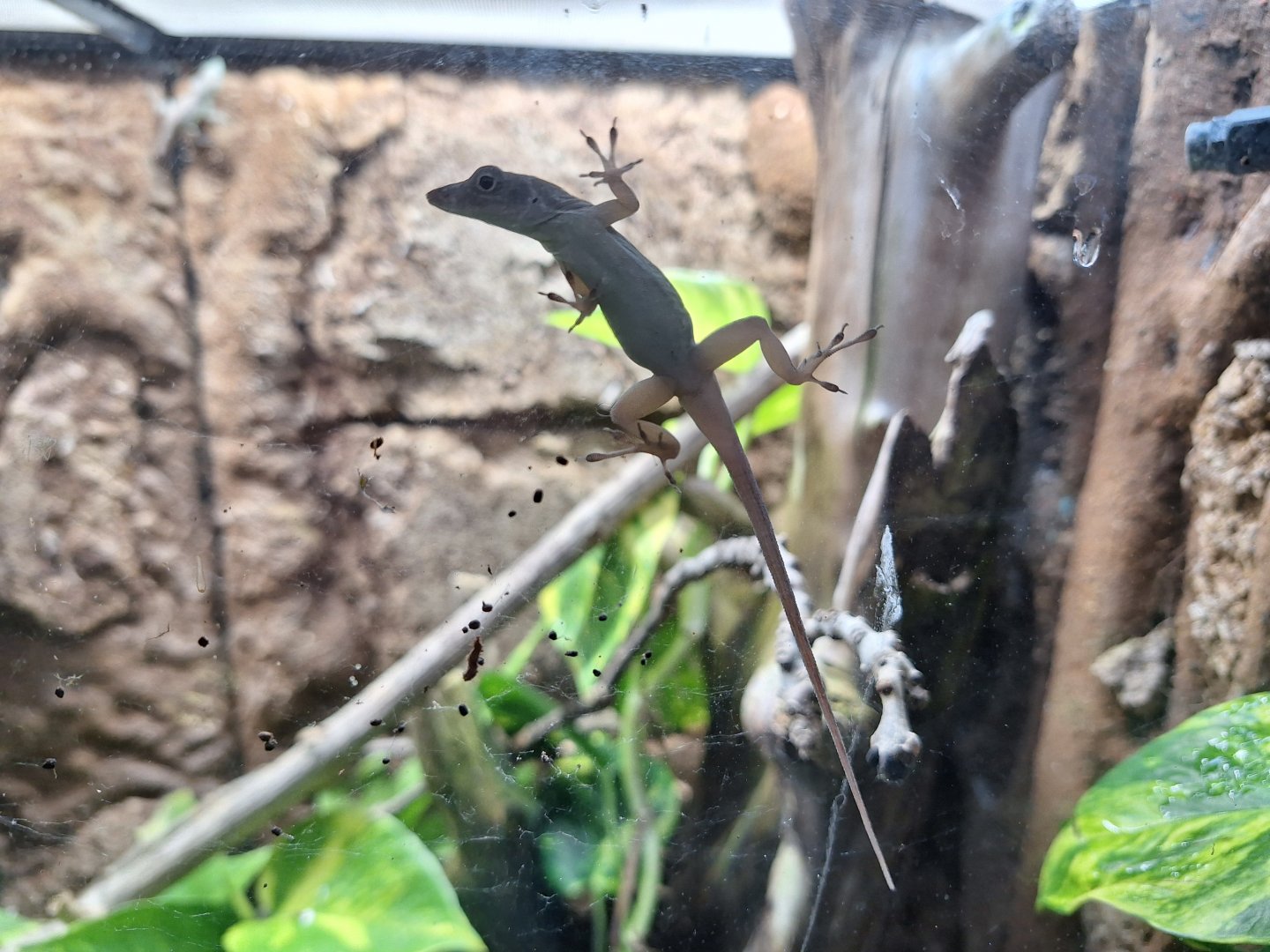 Jamaican Anole