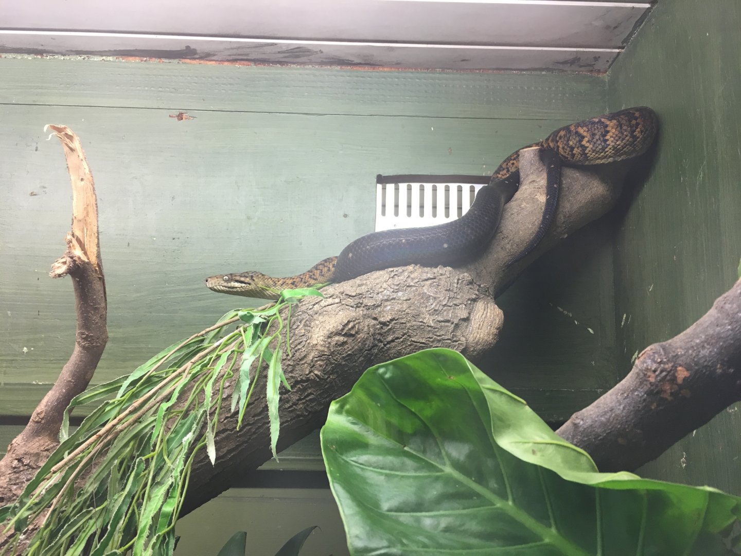 Jamaican boa 040817