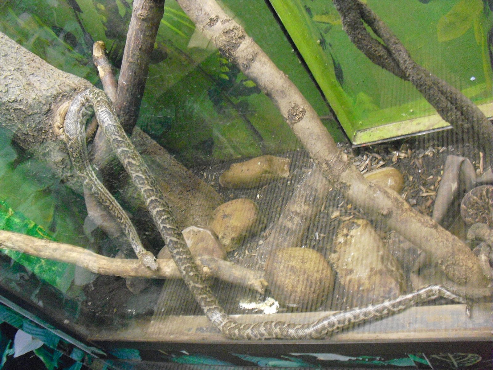 Jamaican Boa - 27/10/2011