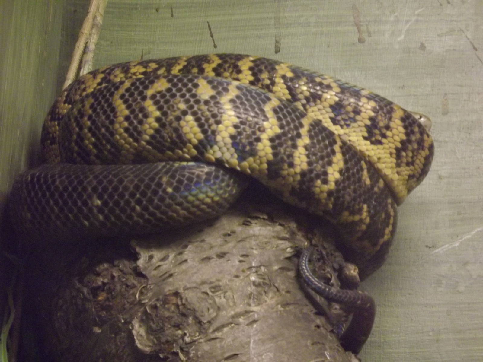 Jamaican Boa at Blackpool Zoo 15/01/12