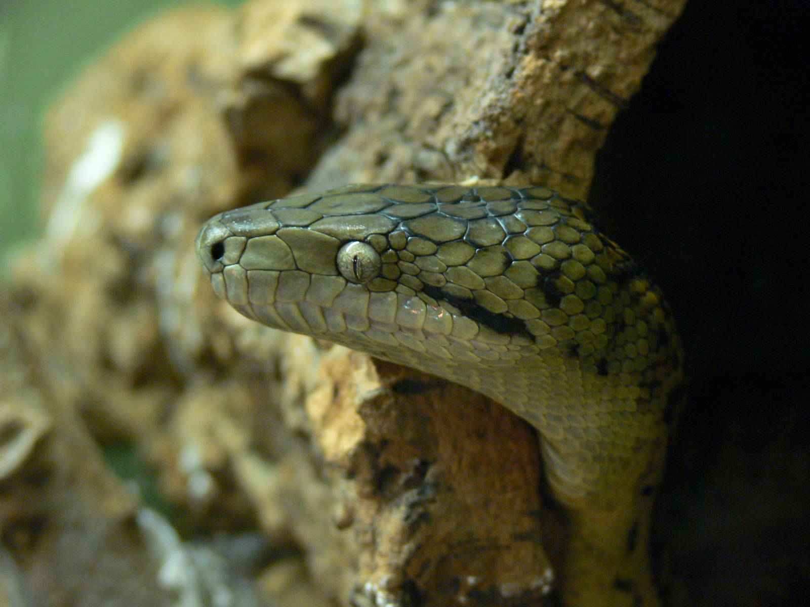 Jamaican Boa at Blackpool Zoo, 16/08/14