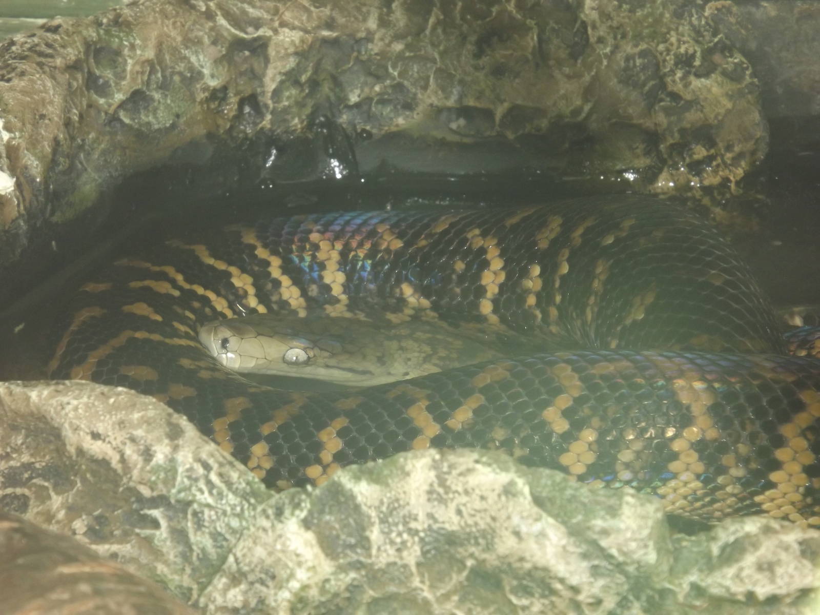 Jamaican Boa at Blackpool Zoo 25/03/12