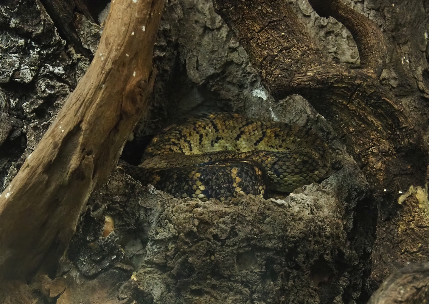 Jamaican boa (Chilabothrus subflavus), 2023-07-18