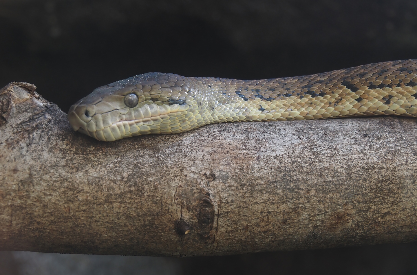 Jamaican boa (Chilabothrus subflavus), 2024-06-08