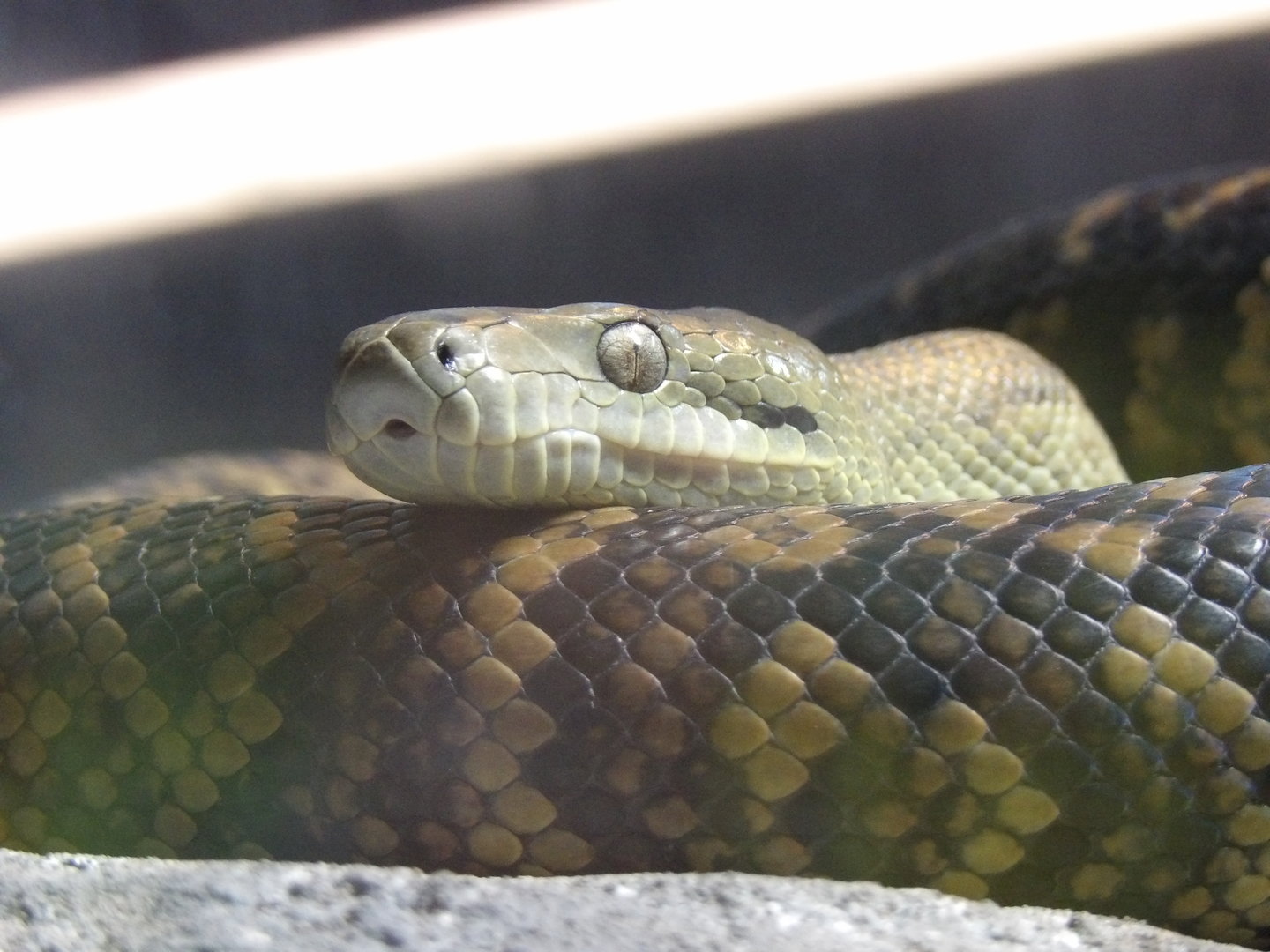 Jamaican boa (Chilabothrus subflavus)