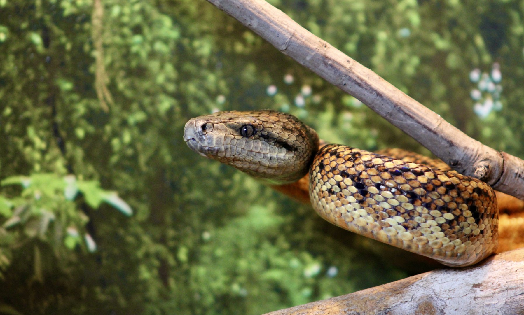 Jamaican Boa (Chilabothrus subflavus)