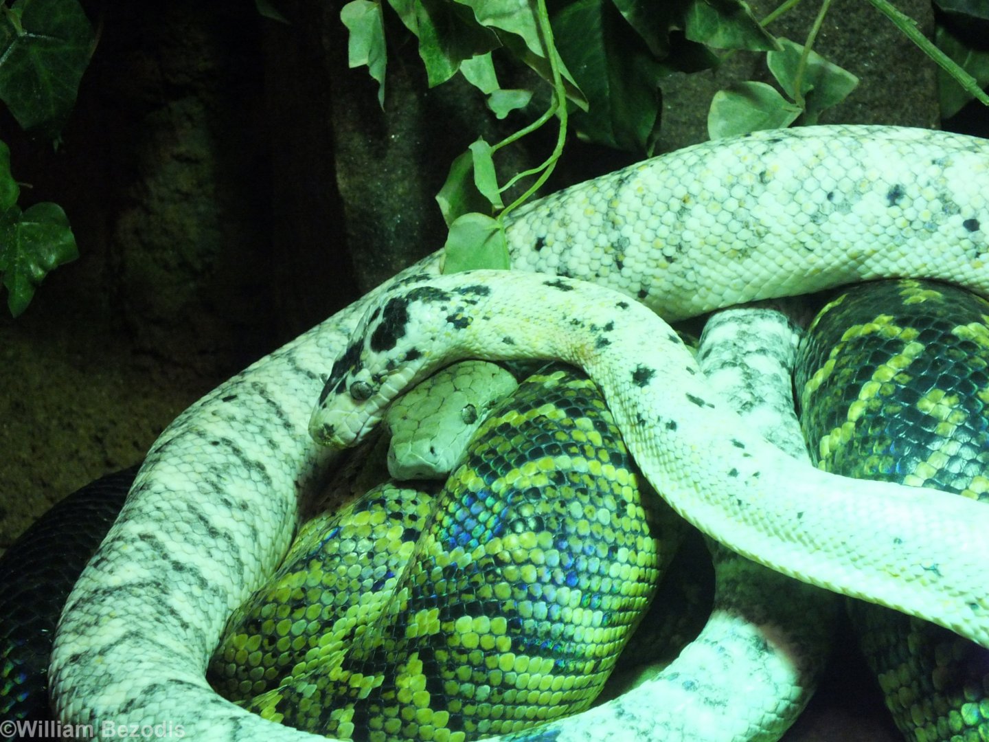 Jamaican Boa Colour Mutations