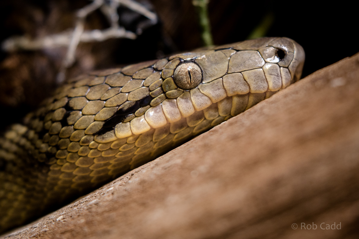 Jamaican boa: Cotswold WP : 07 Feb 2016