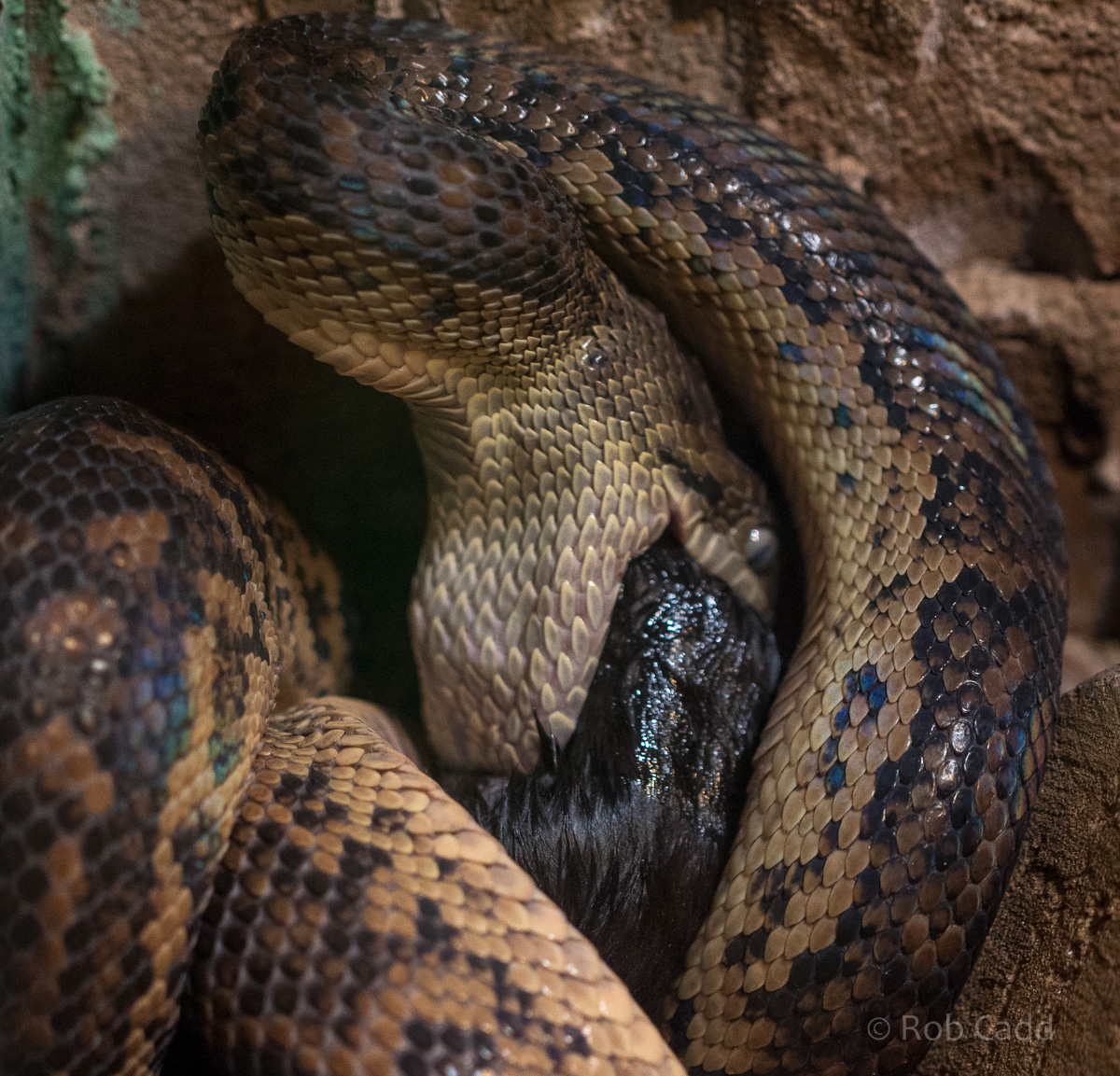 Jamaican boa : Cotswold WP : 13 Dec 2015