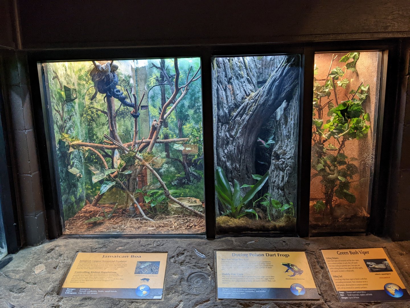 Jamaican boa, dyeing poison dart frog, green bush viper