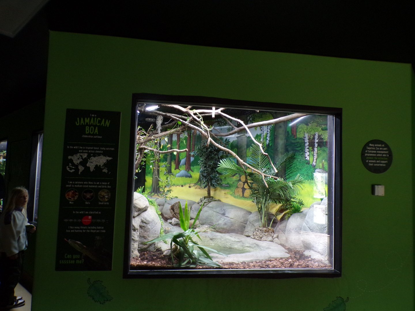 Jamaican boa enclosure 7.7.24