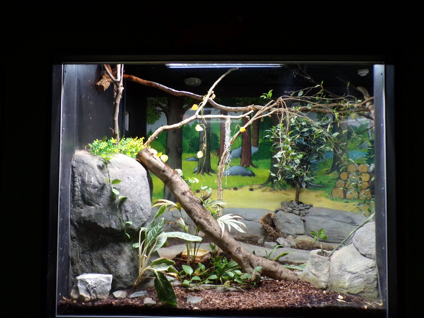 Jamaican boa enclosure 7.7.24