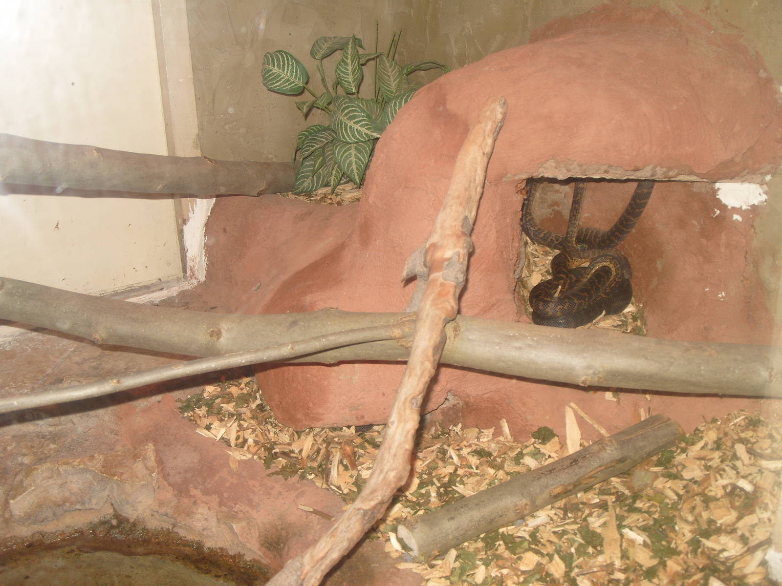 JAMAICAN BOA ENCLOSURE