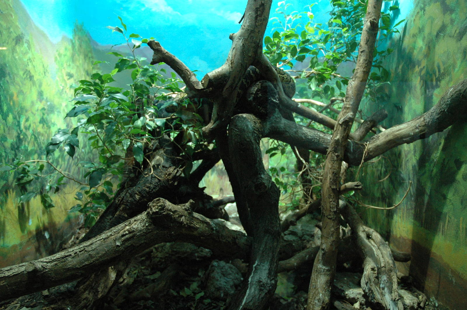 Jamaican Boa Enclosure