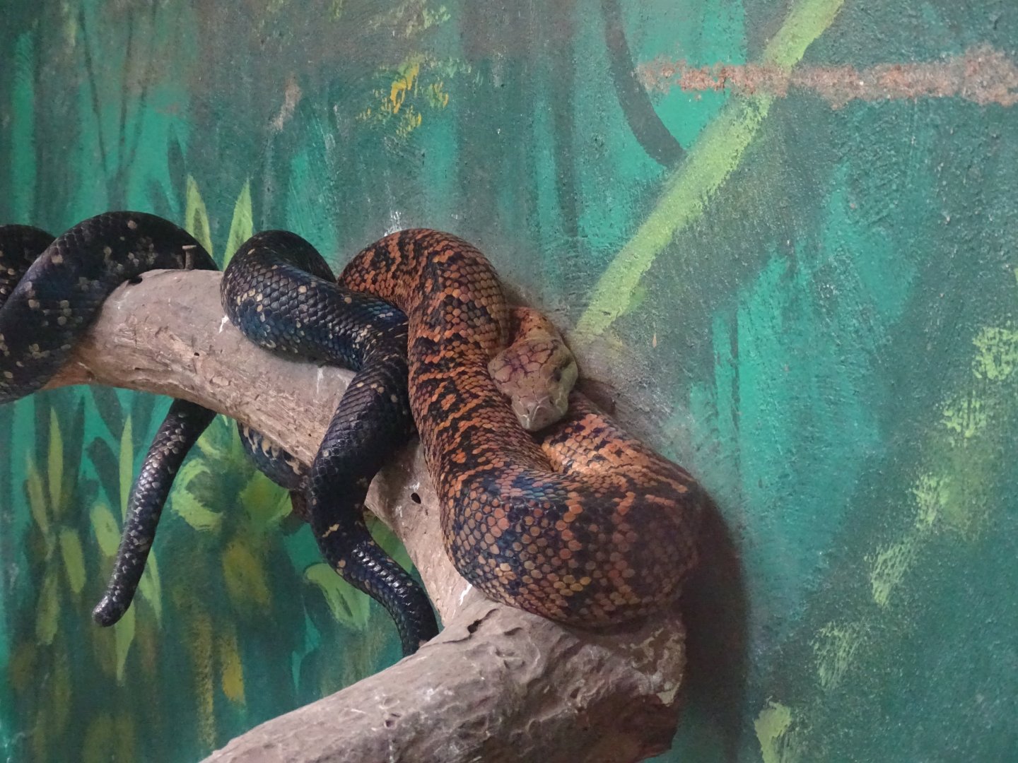 Jamaican boa (Epicrates subflavus) Jamaica Swamp Safari, Jamaica