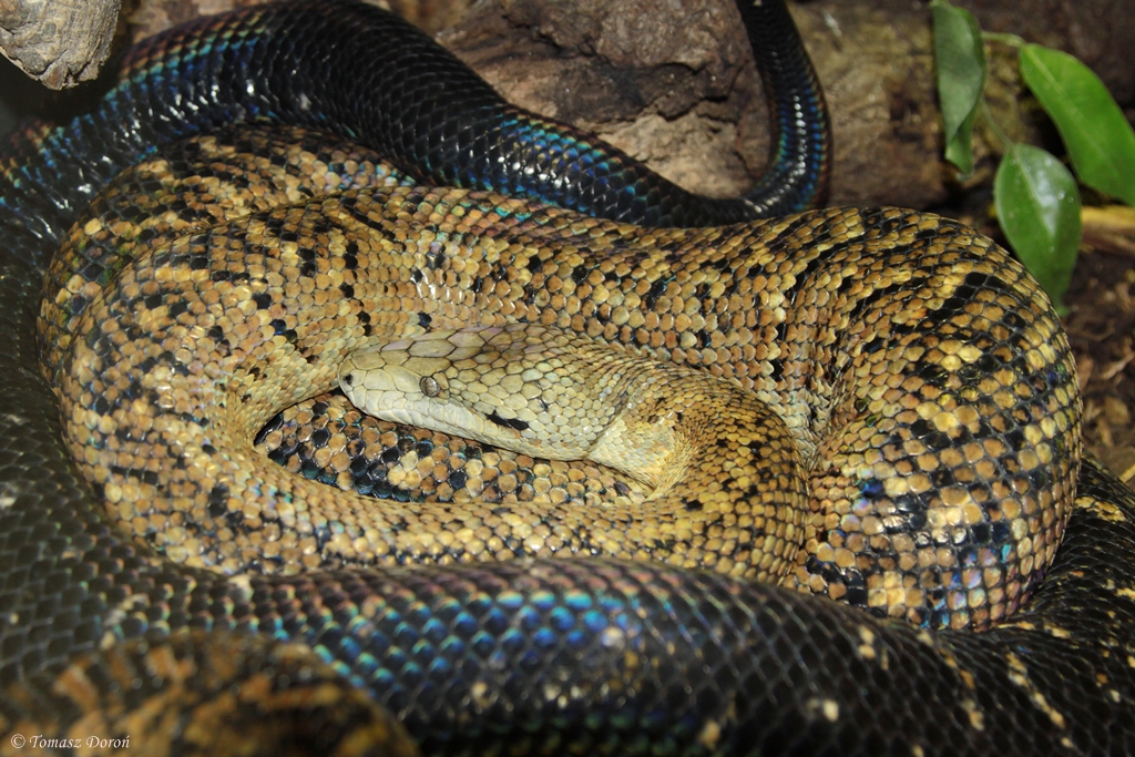 Jamaican Boa (Epicrates subflavus)