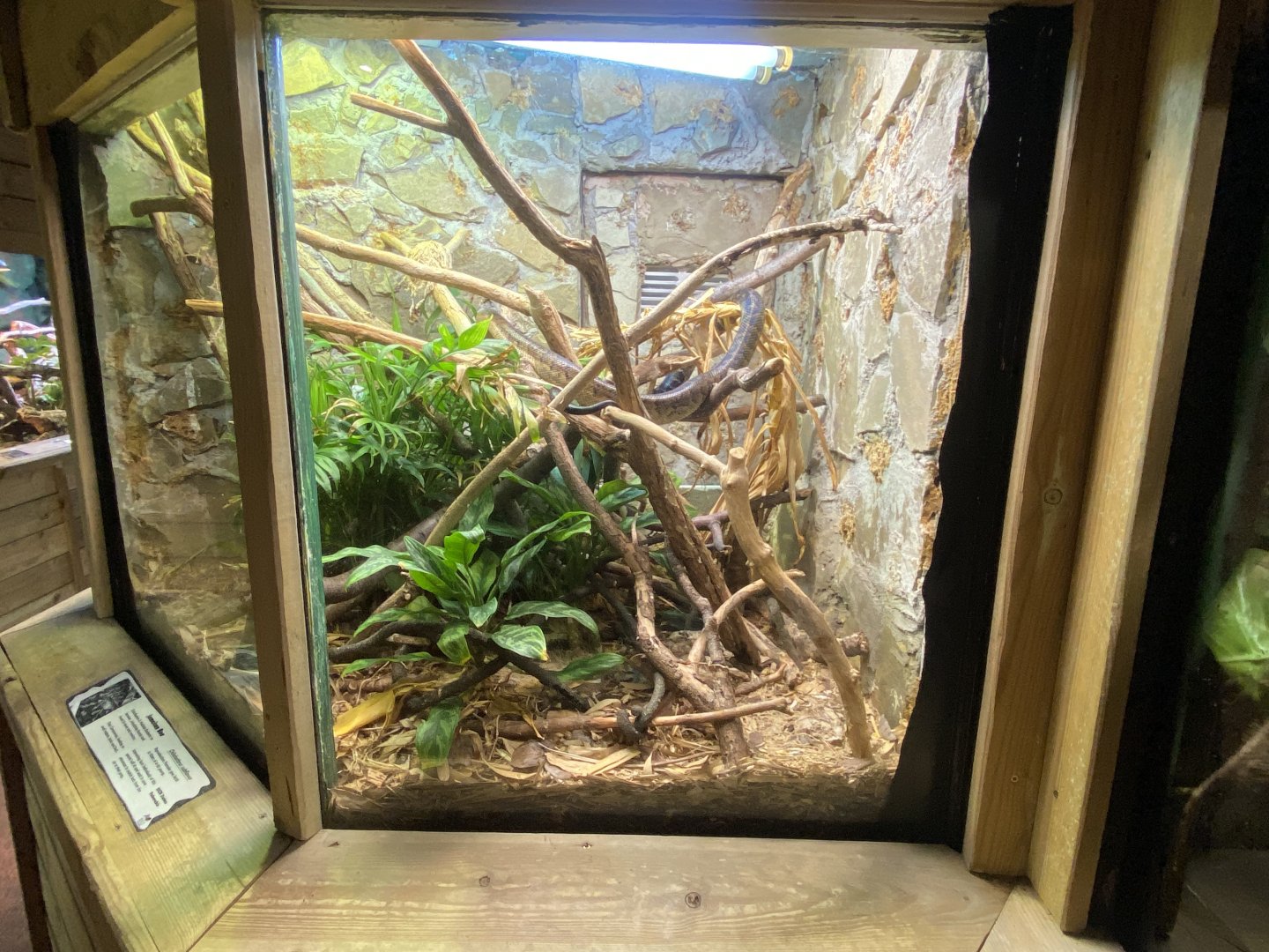 Jamaican boa exhibit 260124