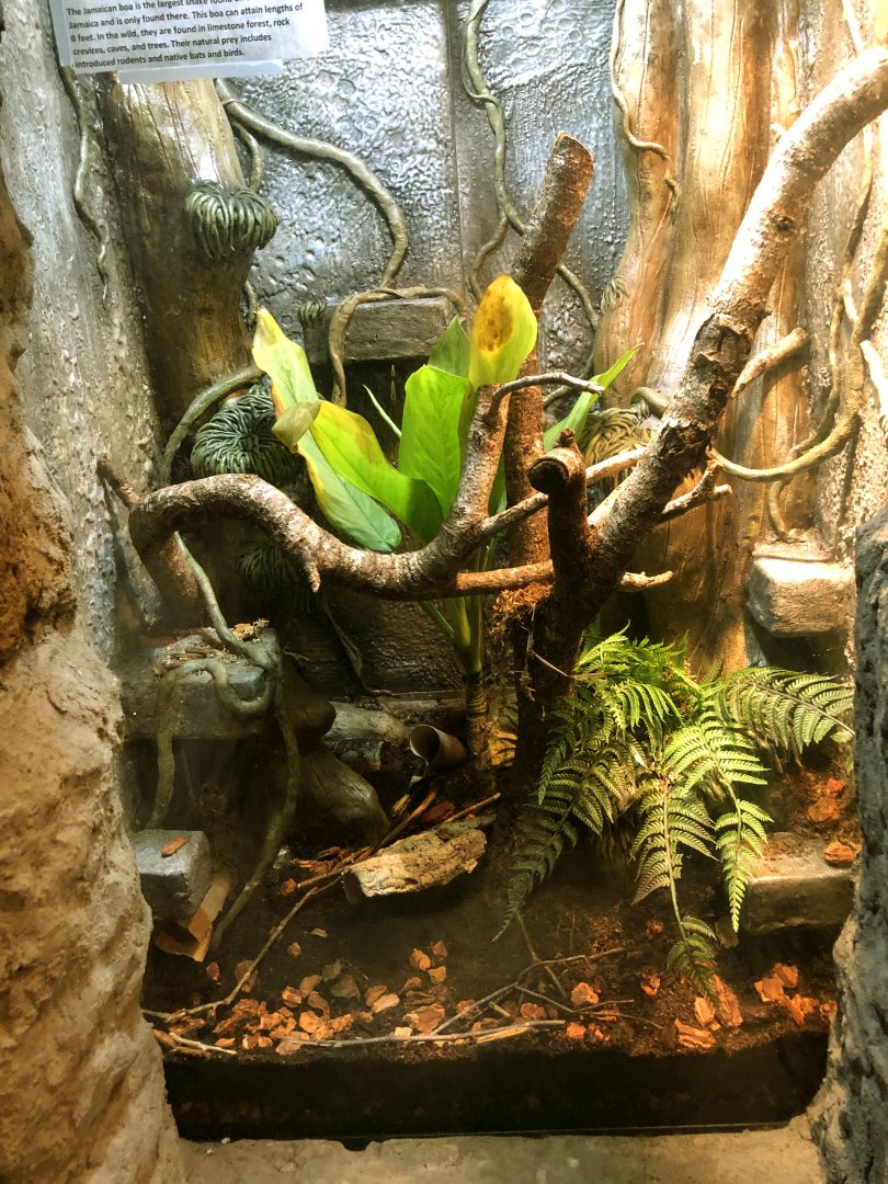 Jamaican Boa Exhibit