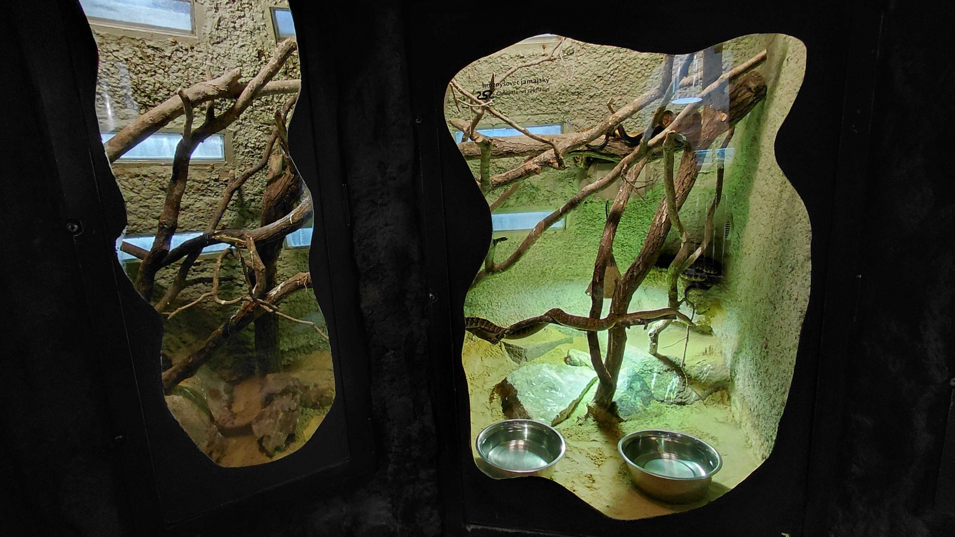 Jamaican boa exhibit