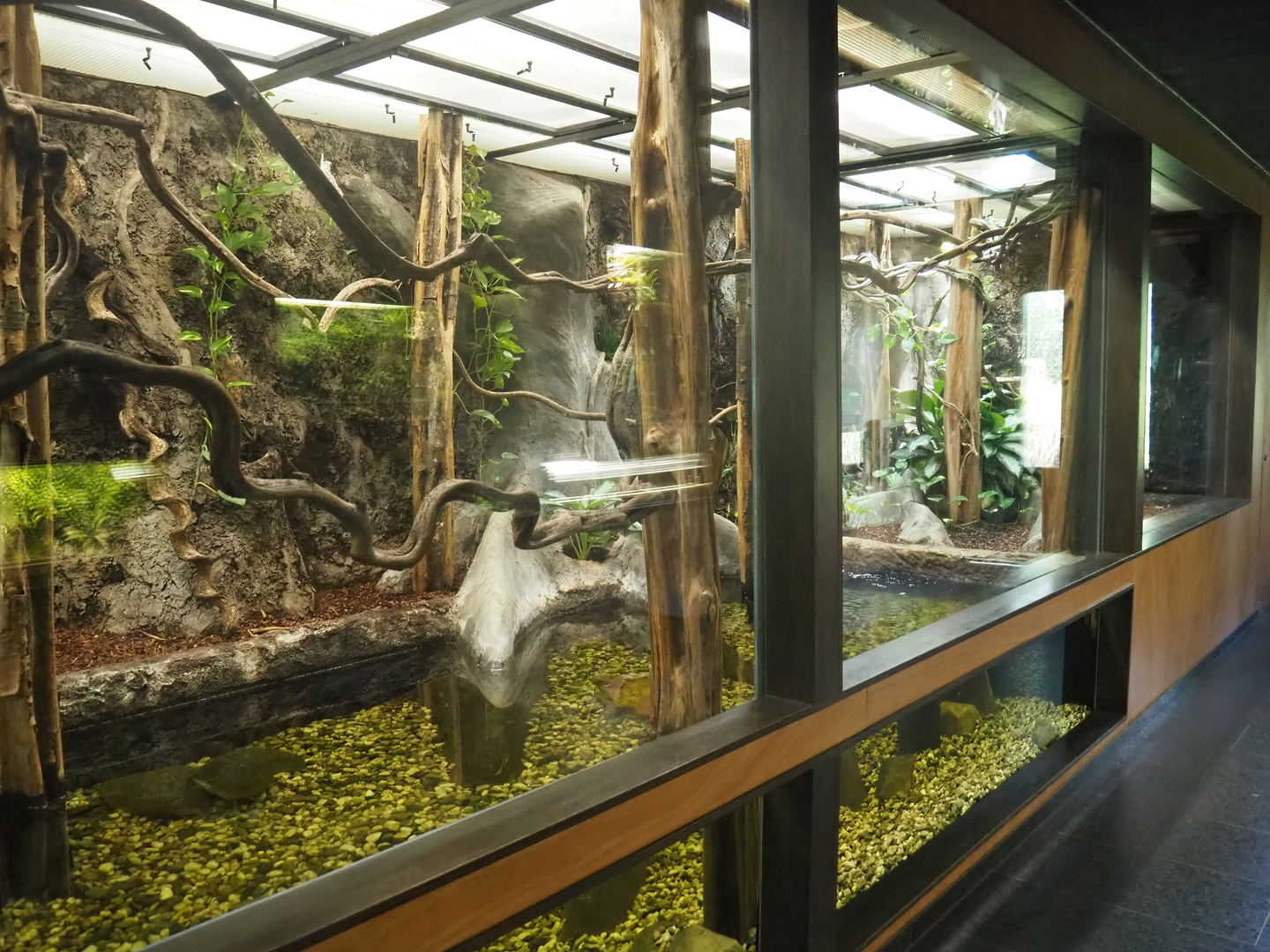 Jamaican boa, Guadeloupean anole, Endlers guppy, Freshwater angelfish and Bristlenose catfish exhibit, 2022-08-20