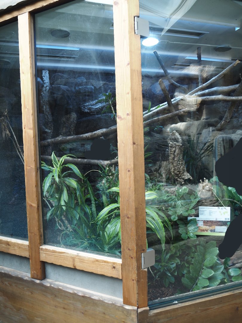 Jamaican boa terrarium, 2024-06-08