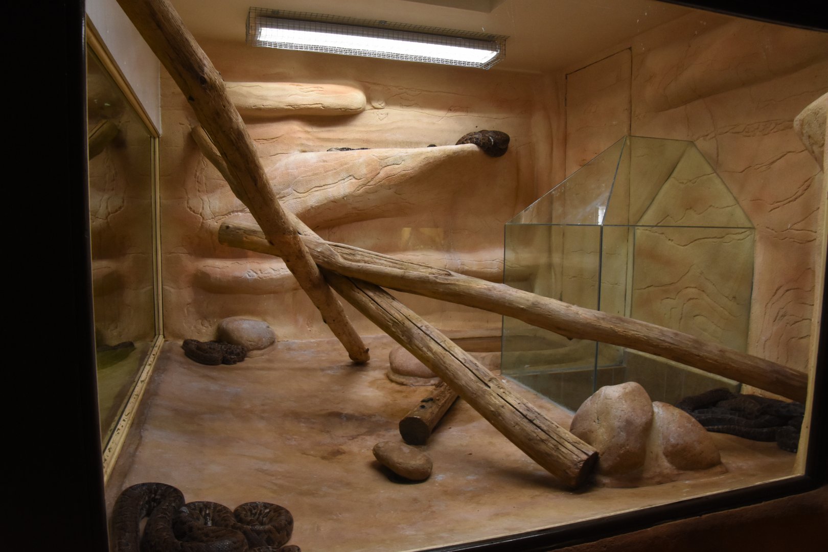 Jamaican Boa terrarium