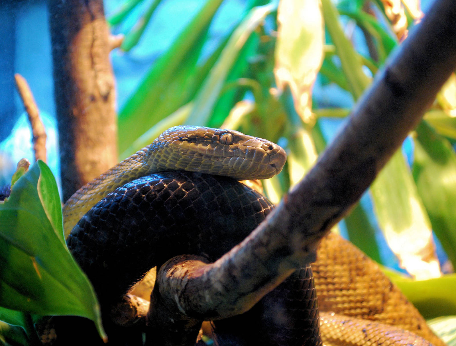 Jamaican Boa