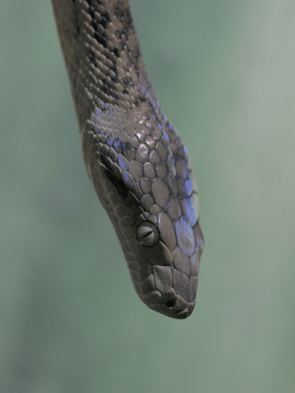 Jamaican boa