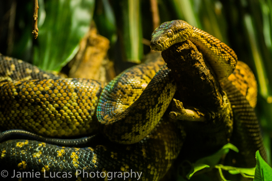 Jamaican Boa