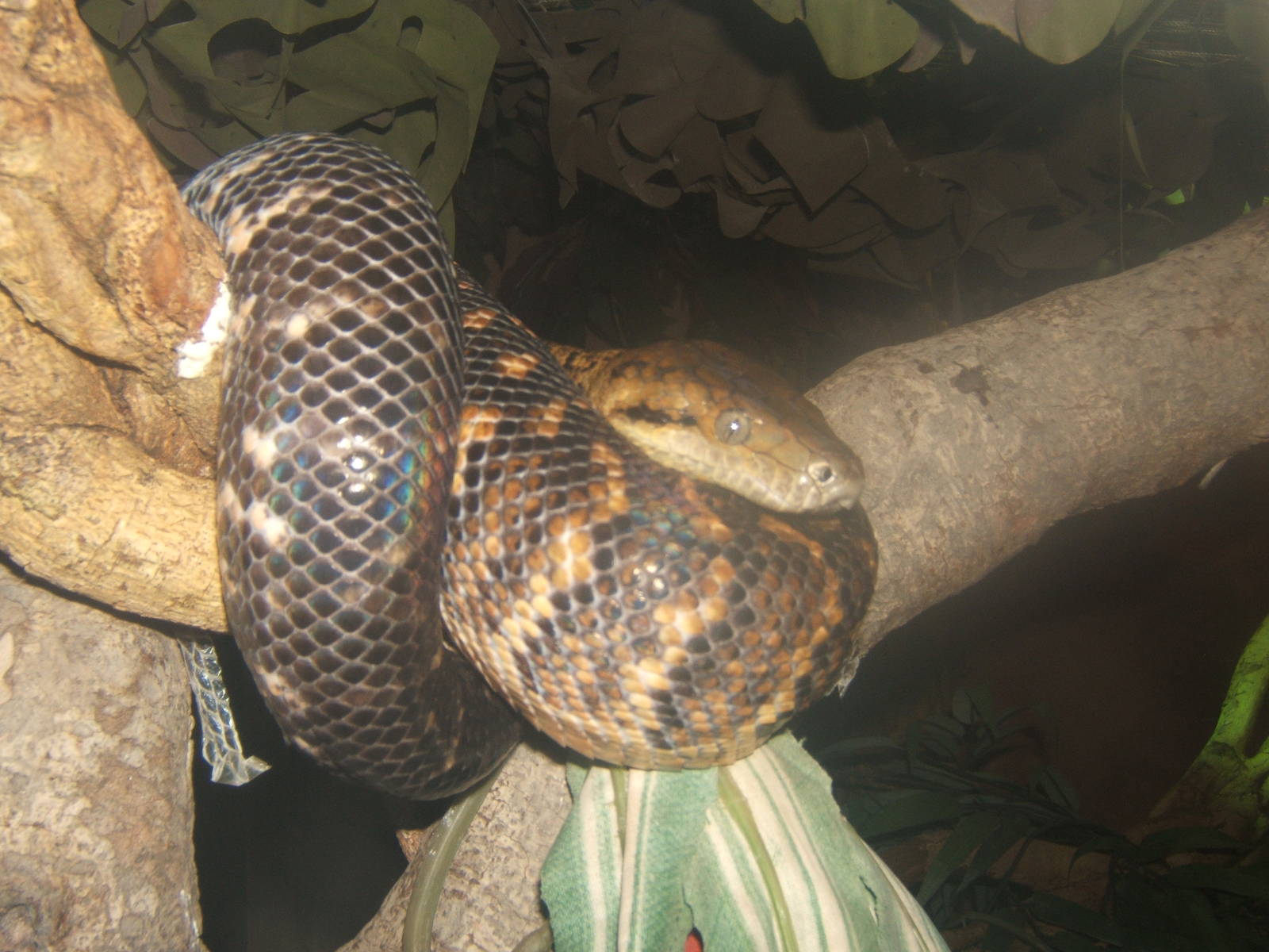 Jamaican Boa