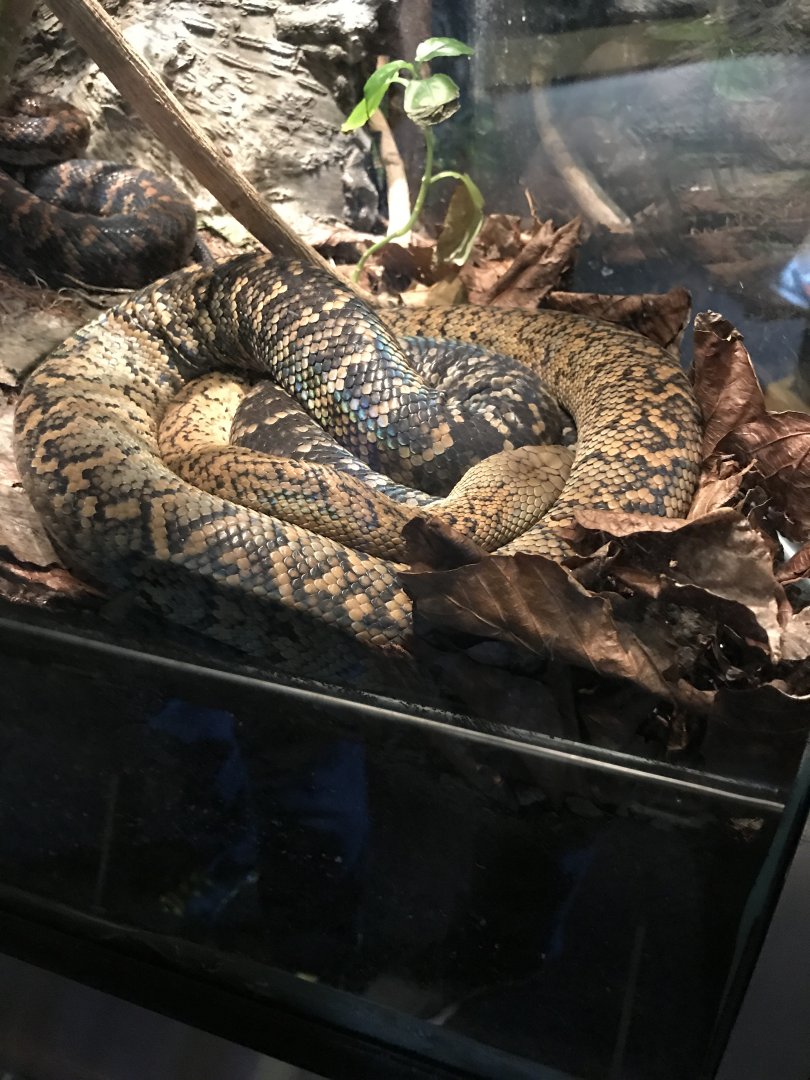Jamaican boa