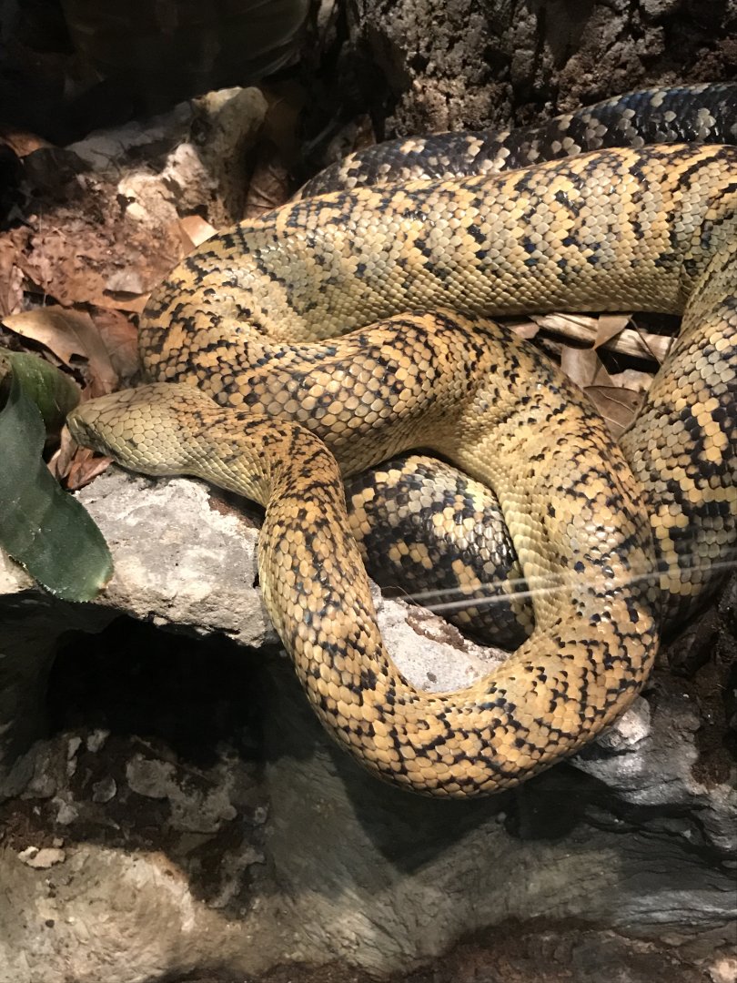 Jamaican boa